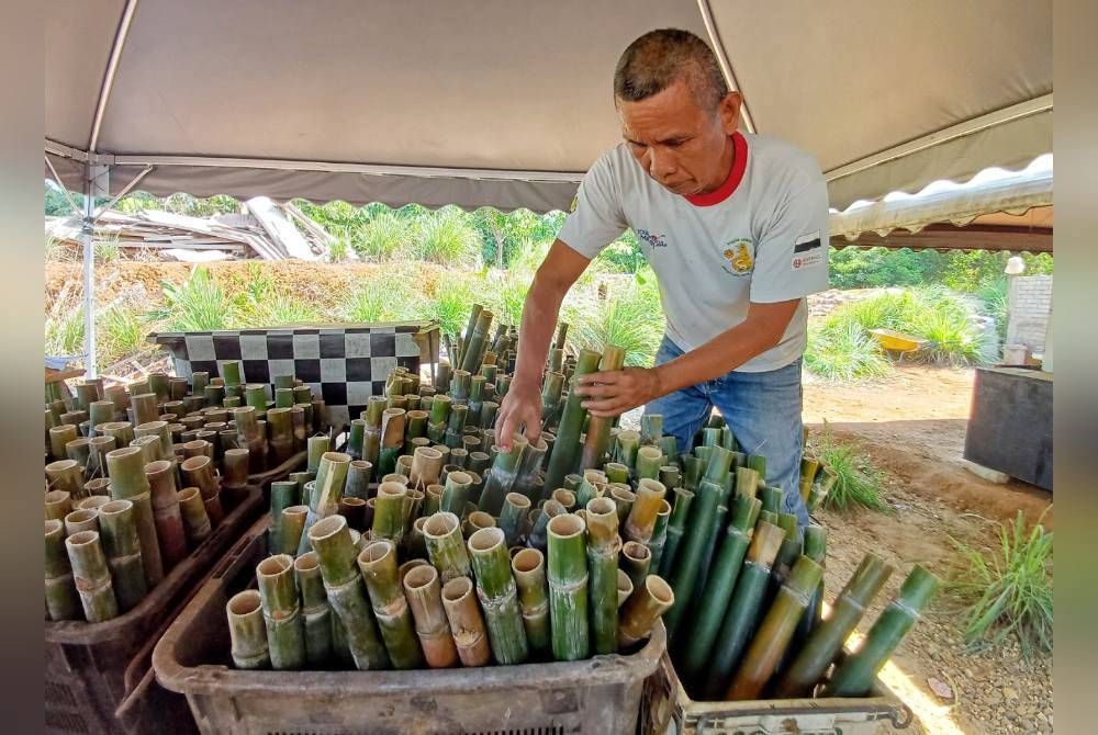 Bekalan buluh lemang diperoleh di tiga daerah di Pahang.