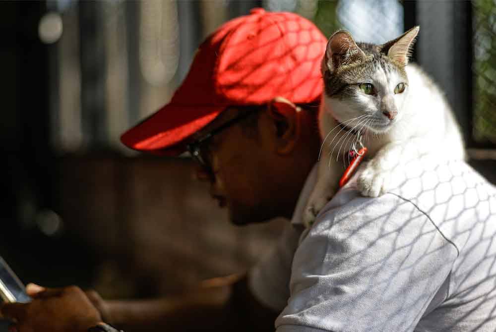 Aksi seekor kucing yang berehat di bahu seorang petugas ketika tinjauan khas di Taman Kucing Cyberjaya. Foto Bernama