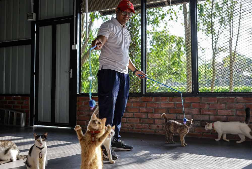 Seorang petugas melayan si bulus di bangunan utama di Taman Kucing Cyberjaya. Foto Bernama