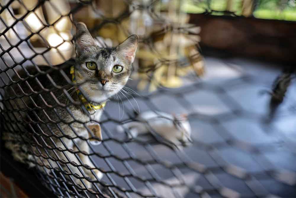 Kucing yang ditempatkan di Taman Kucing Cyberjaya. Foto Bernama