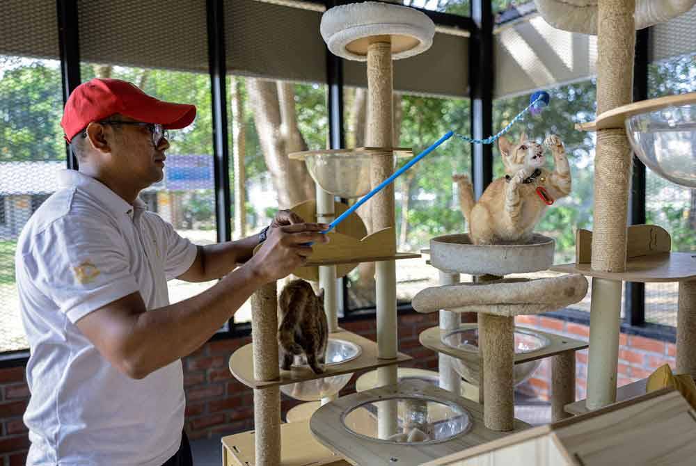 Seorang petugas bermain bersama salah seekor kucing. Foto Bernama