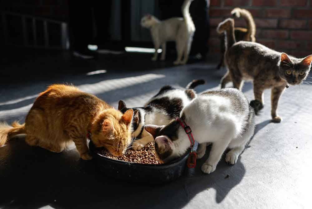 Kucing-kucing kelihatan begitu berselera menikmati makanan di bangunan utama yang dilengkapi kipas angin, makanan kering yang sentiasa tersedia serta air pancur mini sebagai sumber air minum. Foto Bernama