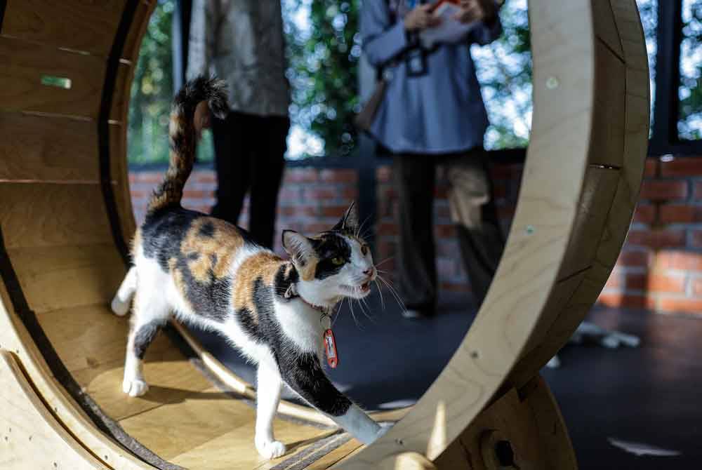 Aksi seekor kucing bermain di bangunan utama di Taman Kucing Cyberjaya. Foto Bernama