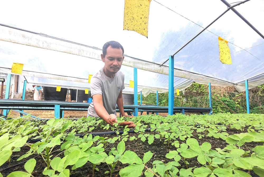 Noor Azlan menunjukkan maman yang ditanam secara fertigasi.