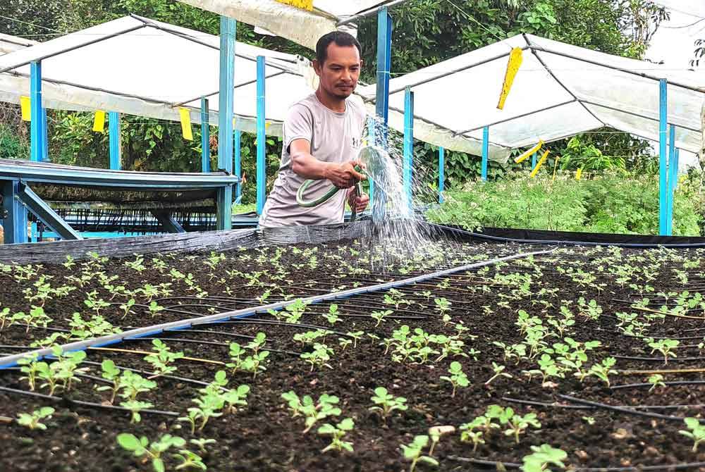 Noor Azlan menyiram sayur mamannya.