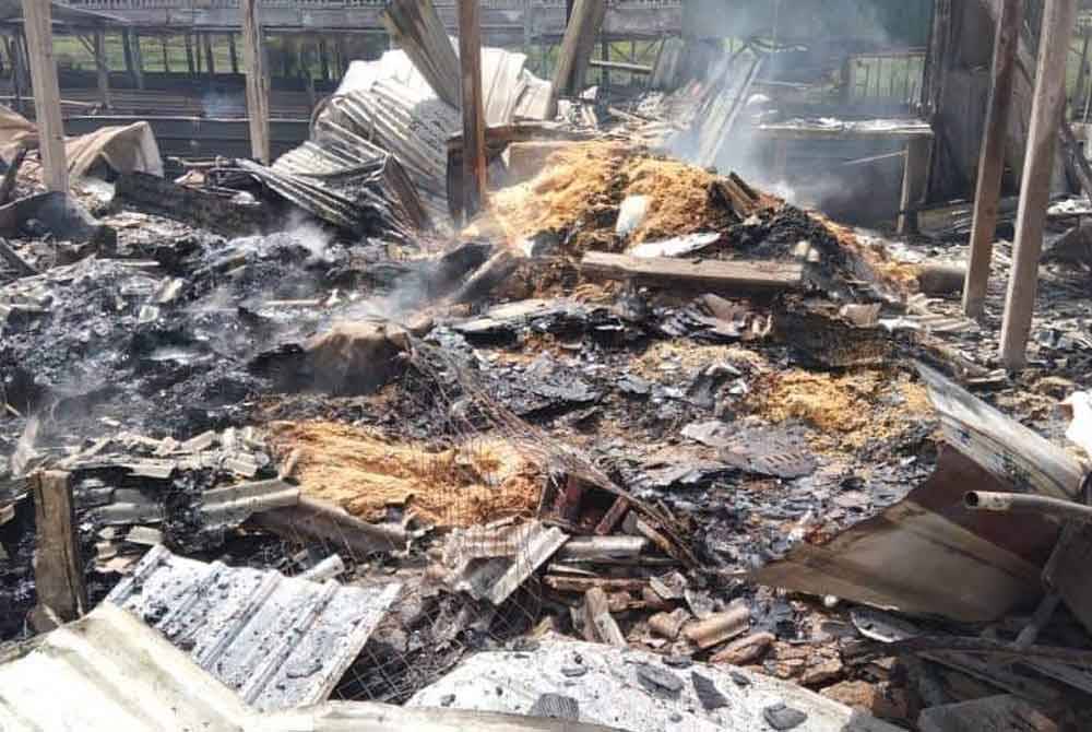 Reban ayam terbakar 100 peratus sehingga menyebabkan kira-kira 5,000 ekor anak ayam hangus dalam kejadian di Jalan Jerangau-Jabor, Cheneh, Kemaman pada Jumaat. Foto Jabatan Bomba dan Penyelamat Terengganu