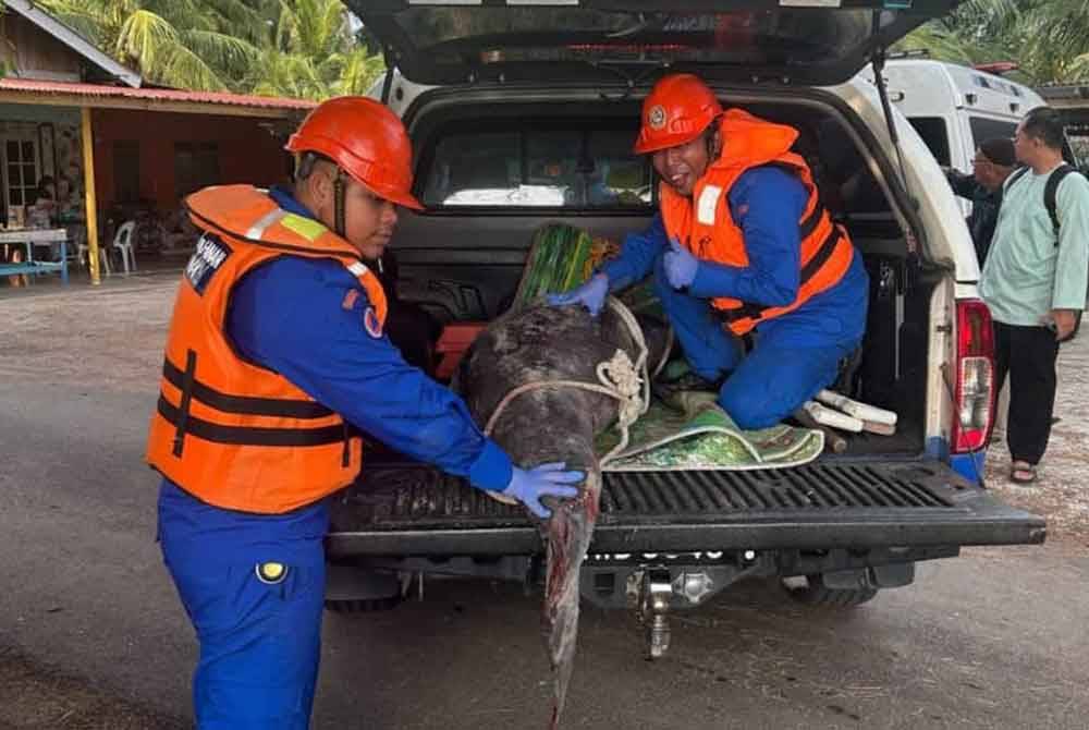 Anggota APM Yan membantu mengalihkan ikan lumba-lumba ke lokasi lain.