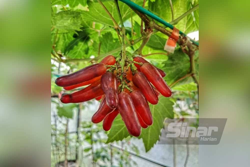 Varieti Halloween yang bertukar kemerahan apabila masak.