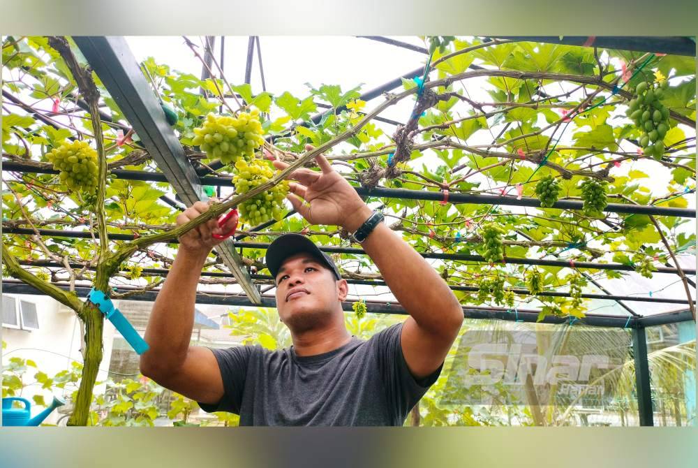 Noor sentiasa memeriksa keadaan anggur yang ditanamnya.