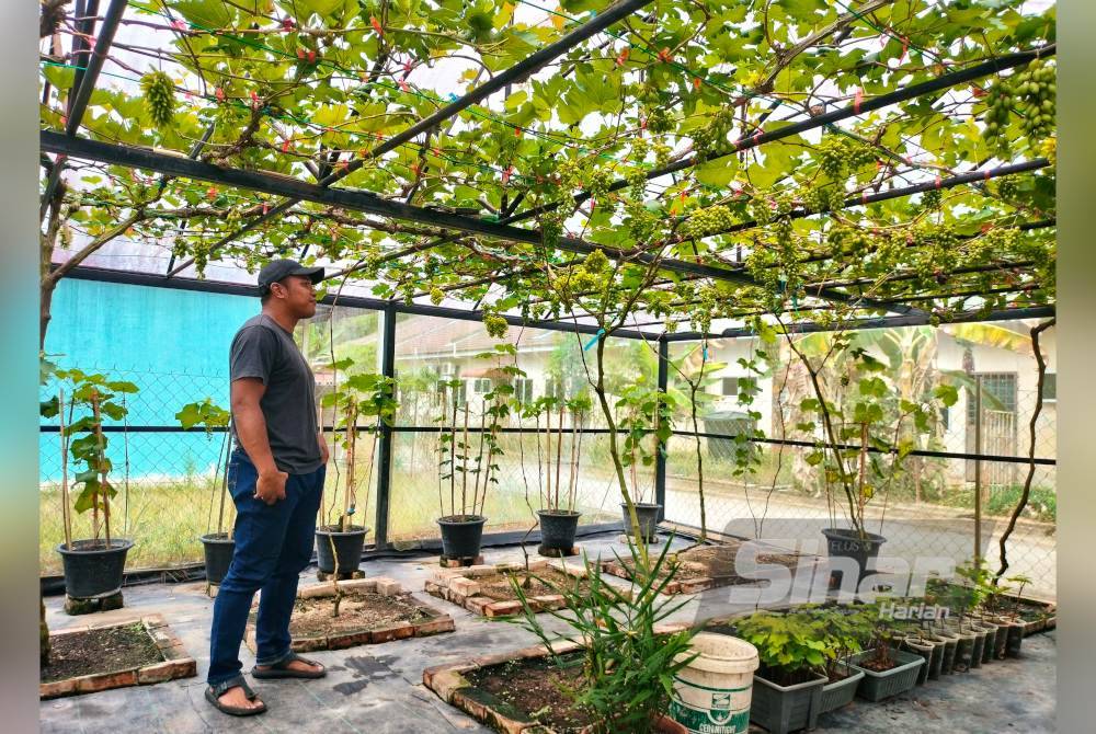 Anggur yang dijangka masak ranum sepenuhnya dalam beberapa minggu lagi.