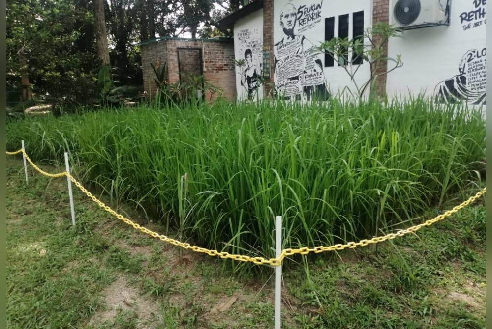 Tanaman padi mengisi landskap di Kebun Puisi.
