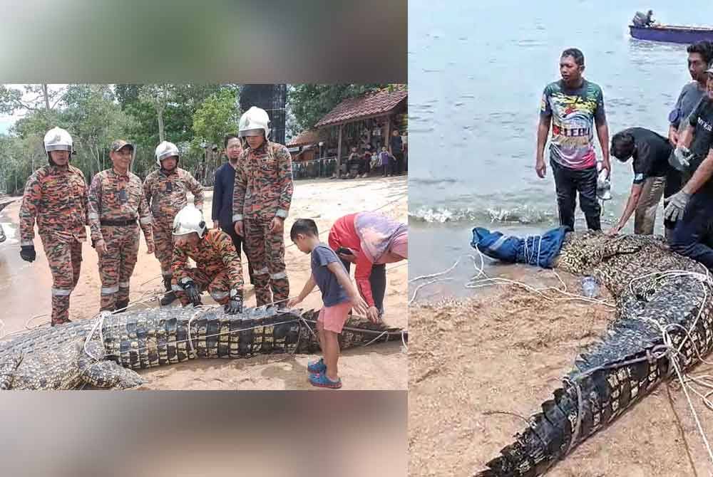 Buaya tembaga seberat 500kg berjaya ditangkap di Pantai Siring, Kampung Pulai di sini, pada Rabu. Pasukan bomba memeriksa reptilia yang ditangkap.