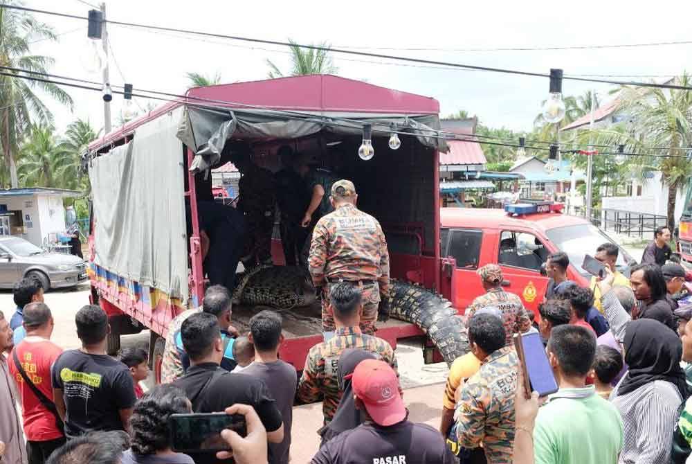 Buaya tembaga seberat dua tan dibawa menggunakan jentera lori BBP Ayer Keroh.