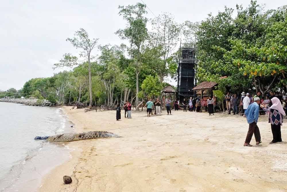 Buaya tembaga yang berjaya ditangkap oleh sekumpulan nelayan di Pantai Siring, Kampung Pulai di sini pada Rabu.