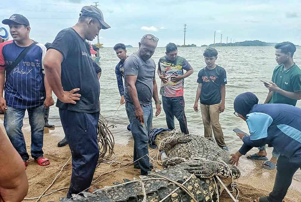 Buaya tembaga sepanjang 4.5 meter yang ditangkap sebelum diserahkan kepada Perhilitan.