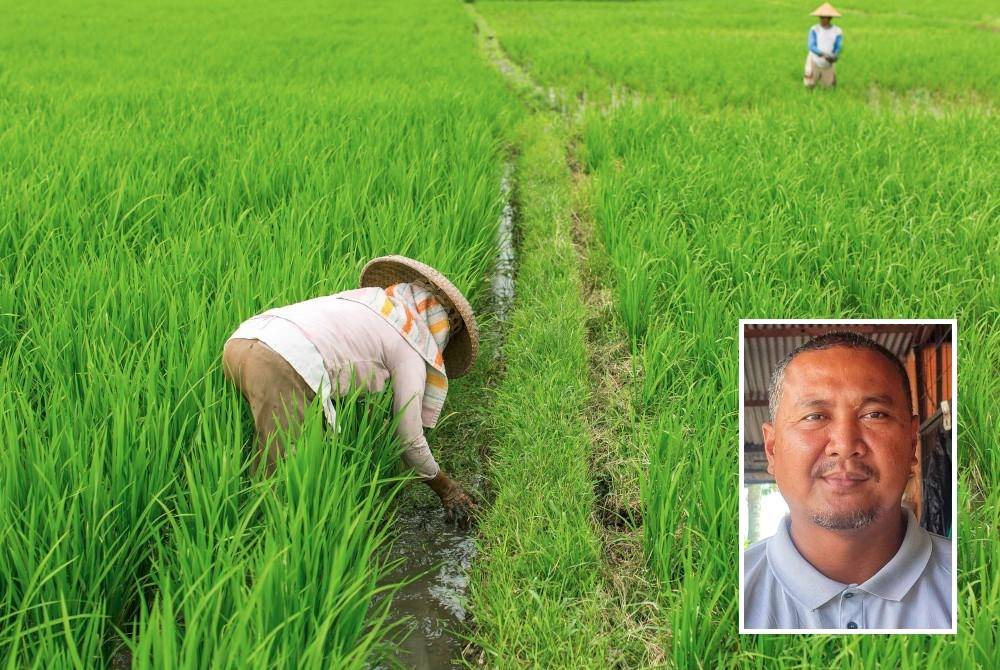 Pesawah di Kedah lebih cenderung guna benih padi MR297. (Gambar kecil: Abdul Rashid)