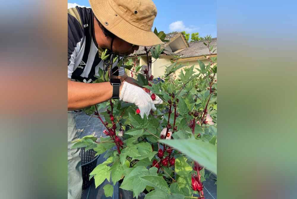 Projek tanaman rosel diusahakan. Foto UMT