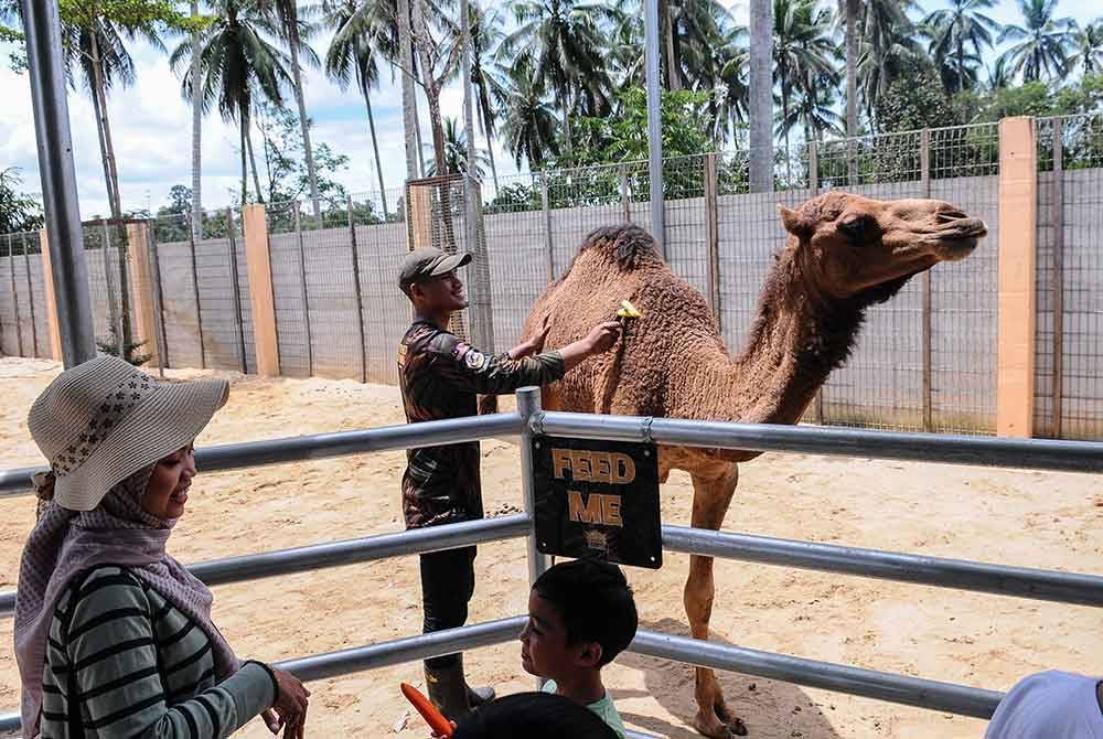 Seorang pekerja merapikan bulu seekor unta berikutan cuaca panas ketika tinjauan di Zoo Rimba Razia, hari ini.