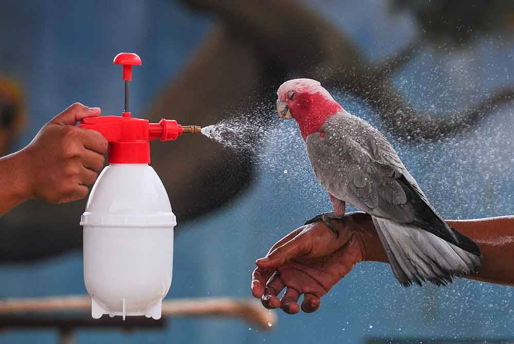 Burung kakak tua dibasahi air berikutan cuaca panas ketika tinjauan di Zoo Rimba Razia, hari ini.