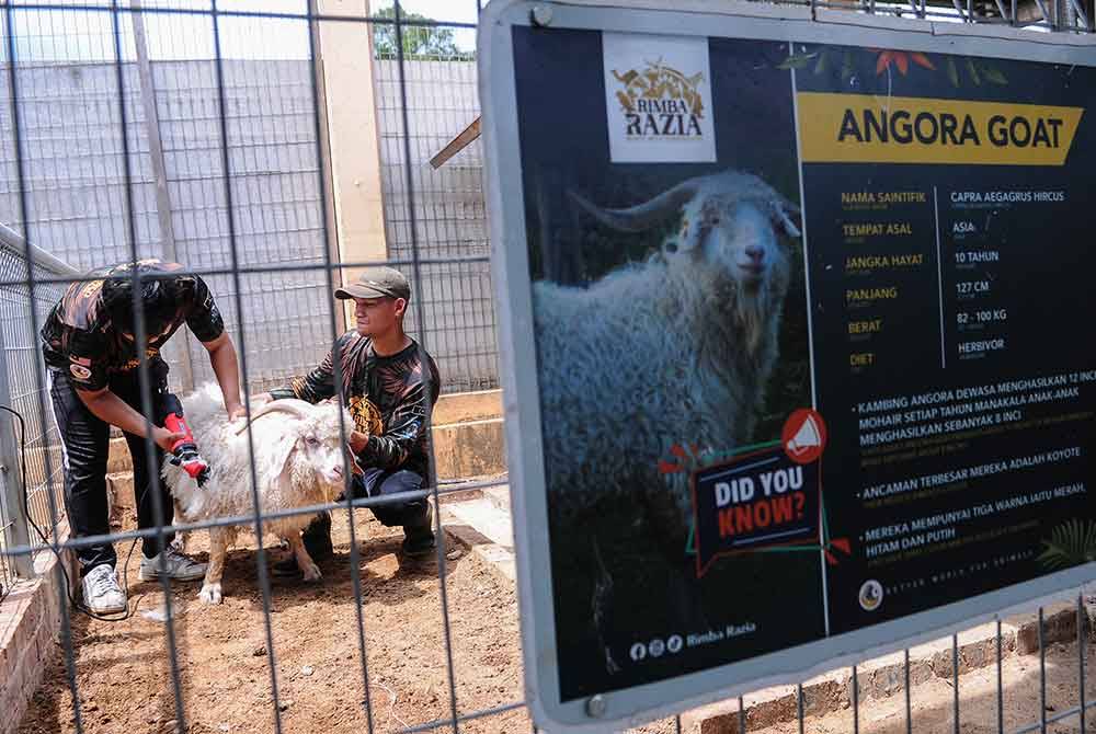 Pekerja melakukan kerja-kerja memotong bulu kambing angora berikutan cuaca panas ketika tinjauan di Zoo Rimba Razia, hari ini.