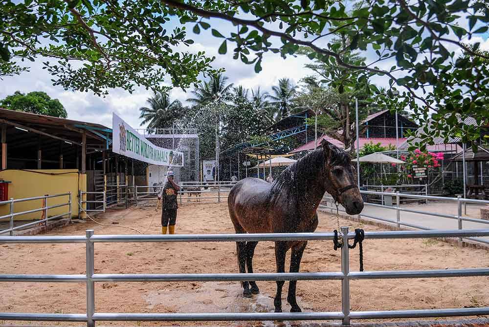 Pekerja memandikan seekor kuda berikutan cuaca panas ketika tinjauan di Zoo Rimba Razia, hari ini.