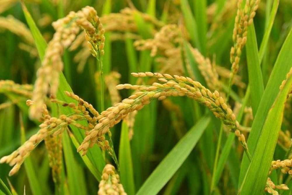 Harga jualan maksimum benih padi sah CL220 bagi program Insentif Benih Padi Sah (IBPS) ditetapkan pada kadar RM54 di peringkat pemborong dan RM58 di peringkat peruncit berkuat kuasa 15 April. Foto hiasan