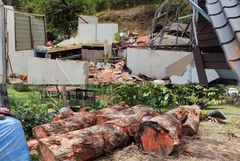 Keadaan rumah yang ranap selepas dihempap pokok durian berusia lebih 80 tahun,setinggi 19 meter dalam kejadian di Kampung Petaseh Jelatang, di sini pada petang Jumaat. Gambar bawah: Pokok durian yang tumbang