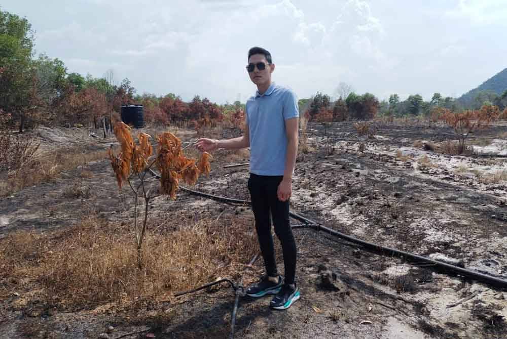 Tengku Mohammad Kamal menunjukkan tanaman harum manis yang diusahakan musnah dalam kejadian kebakaran minggu lalu.