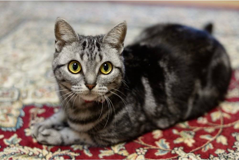 ALLAH SWT memberikan keringanan hukum berkaitan kucing dengan menyifatkannya sebagai haiwan yang suci. Foto Canva