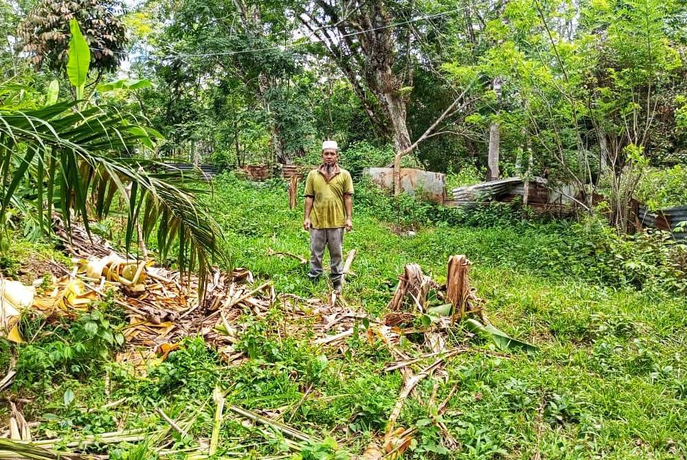 Mohd Shawal menunjukkan kebunnya yang musnah akibat pencerobohan gajah liar terbabit.