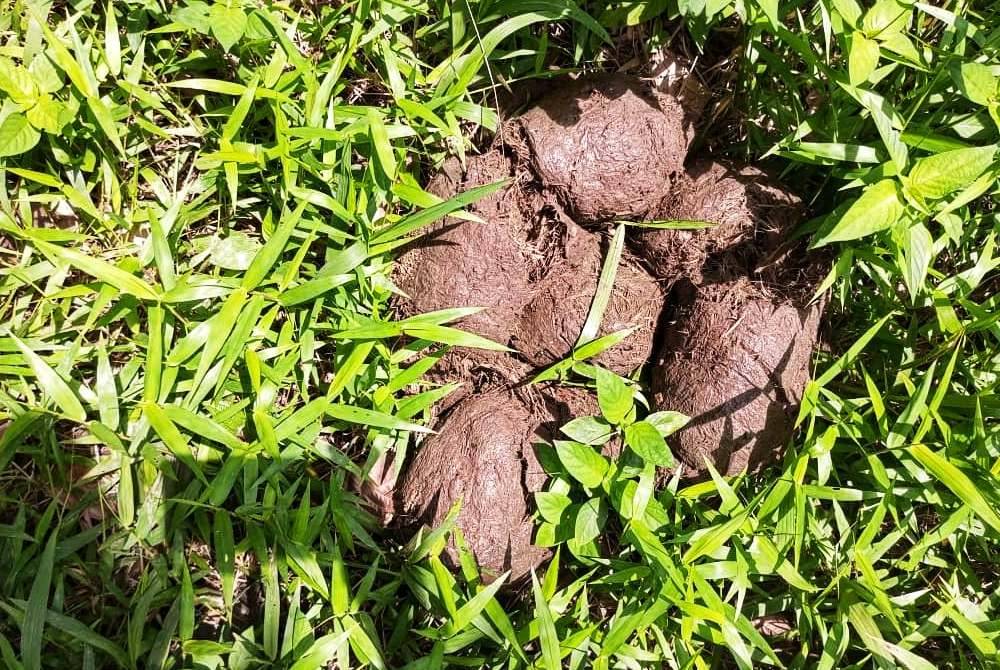 Longgokan najis haiwan liar terbabit yang turut ditemui di tempat kejadian.