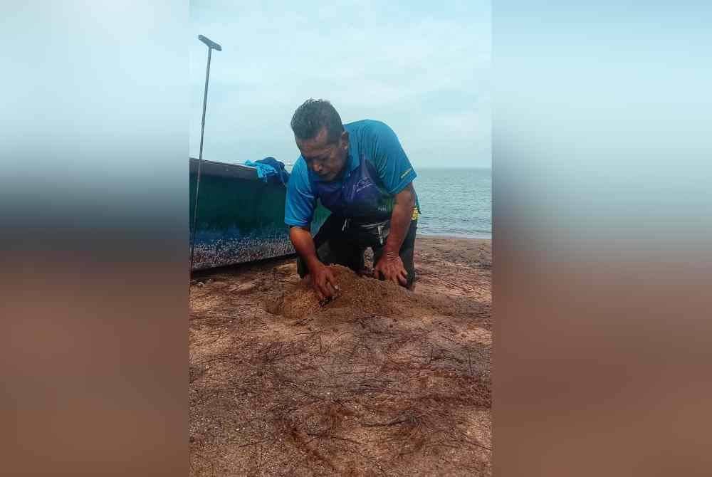 
Hishamudin ketika mengesan telur penyu Karah di Pantai Tanjung Gemok,Port Dickson.