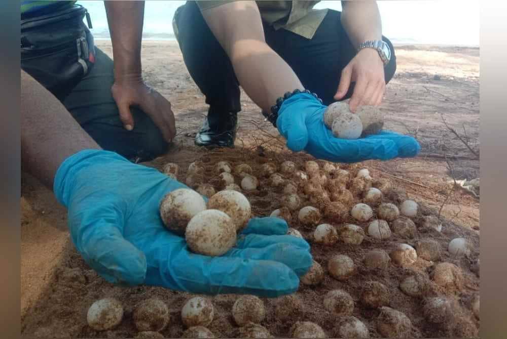 Kesemua telur ini akan dieramkan di tempat yang disediakan di Glory Beach Resort.