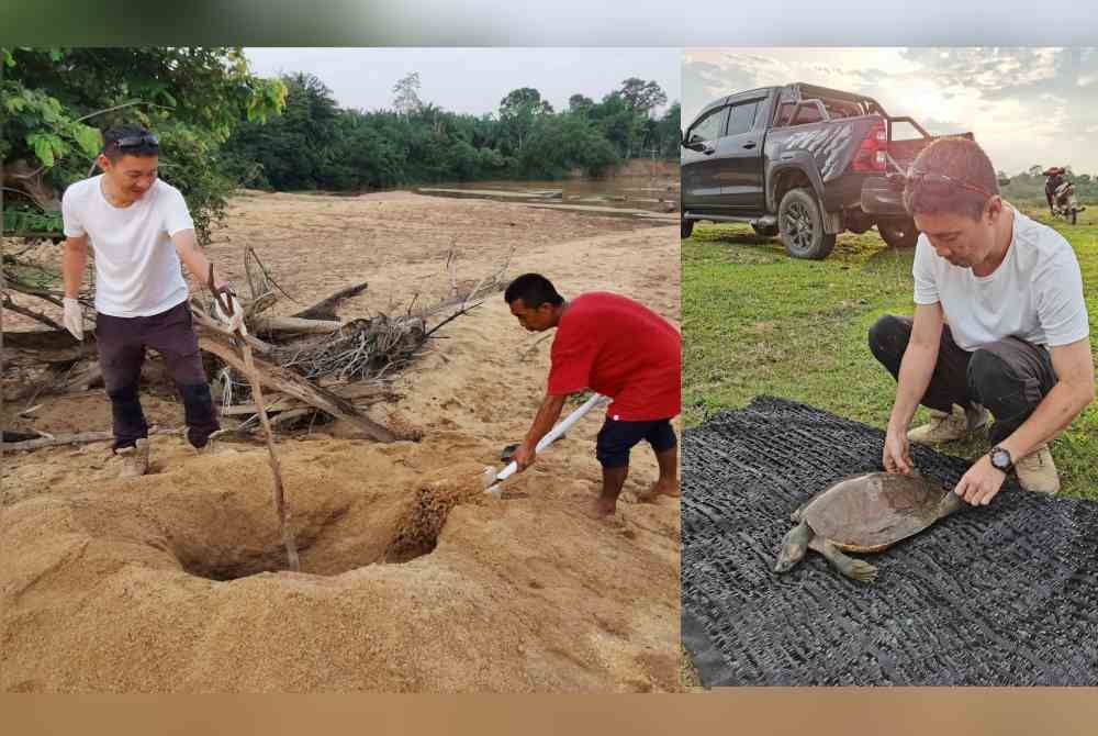 Dua ekor tuntung juvenil yang dijumpai mati tersangkut pada rawai ditanam berdekatan Sungai Kemaman. Pengurus projek, Wang Kang Lung bersama tuntung yang dijumpai mati di Sungai Kemaman, minggu lalu.