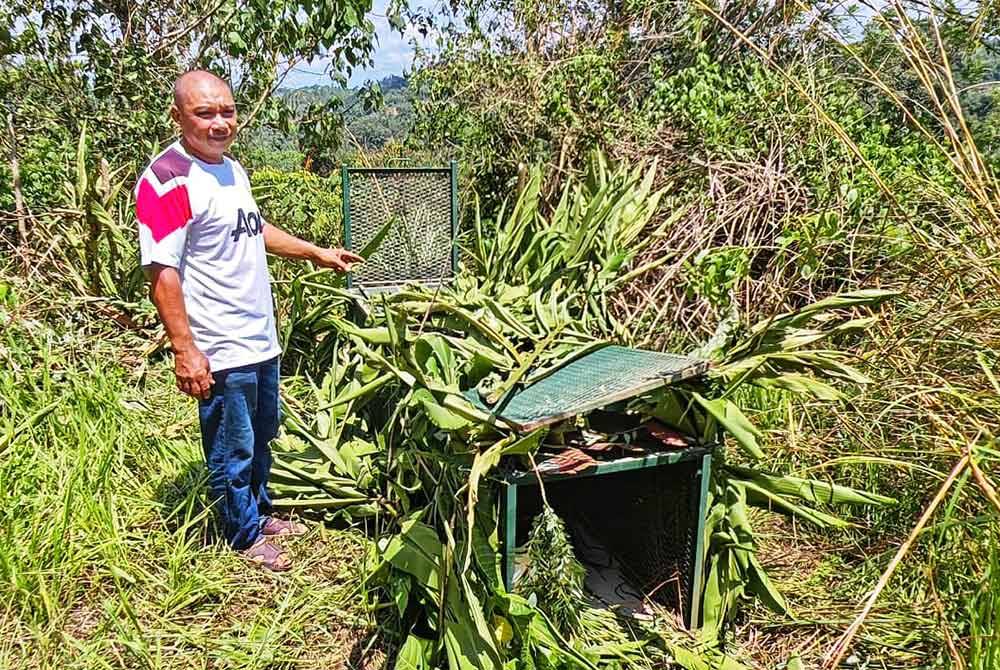 Faizal menunjukkan perangkap yang dipasang untuk menangkap harimau kumbang terbabit.