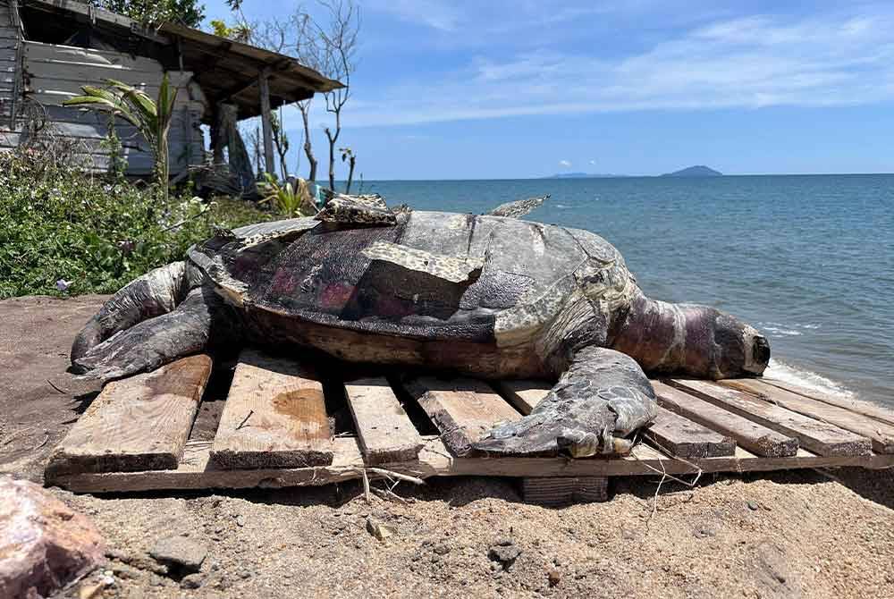 Penyu agar jantan yang ditemukan mati merupakan penyu yang akan kembali ke perairan cetek di Terengganu ketika musim bertelur.