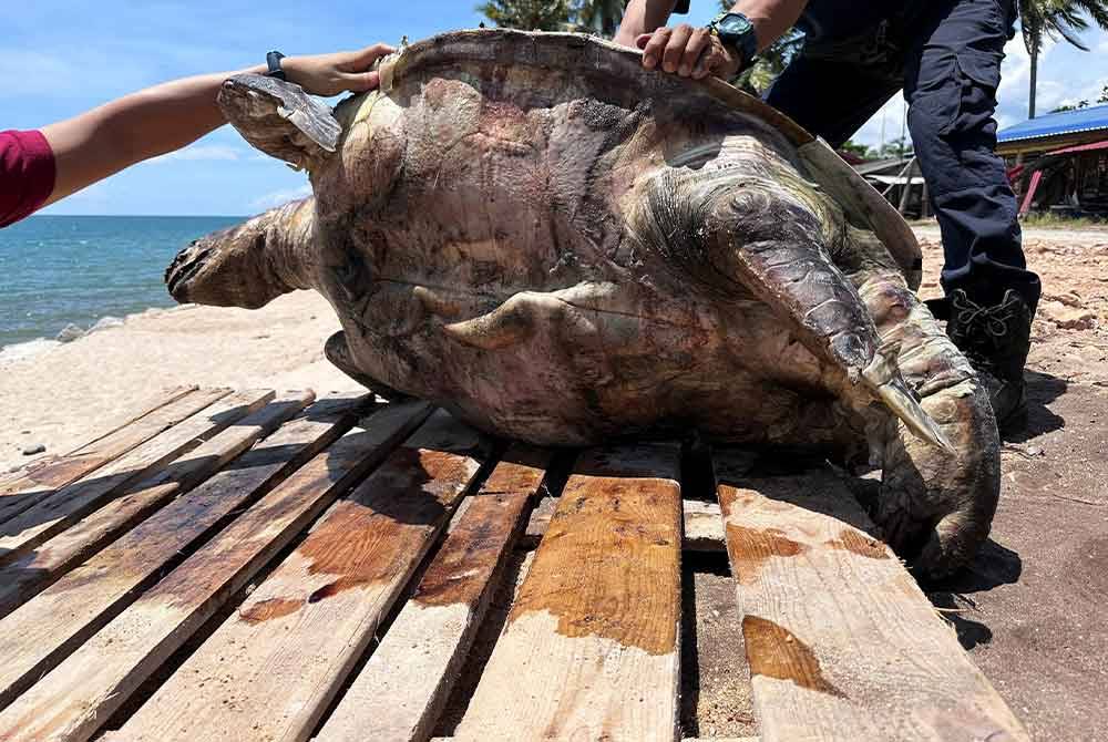 Penemuan bangkai penyu agar jantan di Pantai Maras, Kuala Nerus dilaporkan oleh orang awam.