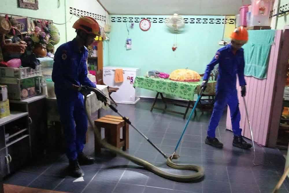 APM Sik ambil masa 10 minit untuk menangkap ular tedung selar yang disedari berada atas alang sebuah rumah penduduk.