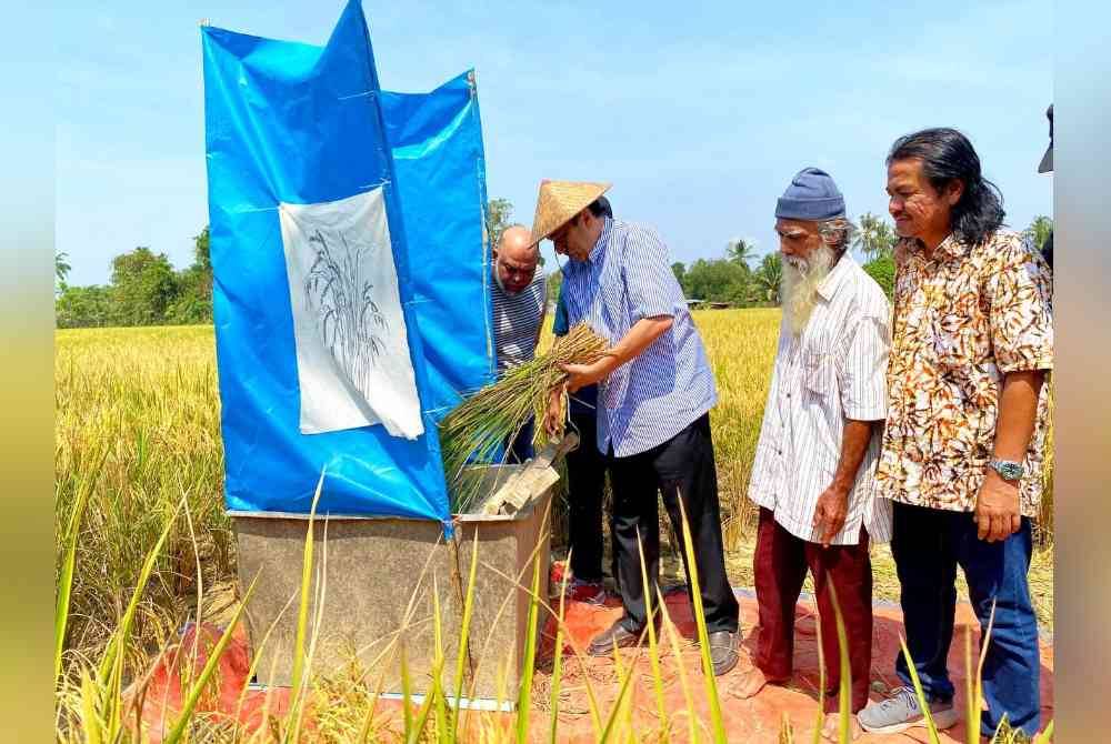 Mohd Yusri (kanan) melihat Husam (tiga, kanan) cuba membanting padi yang telah masak.