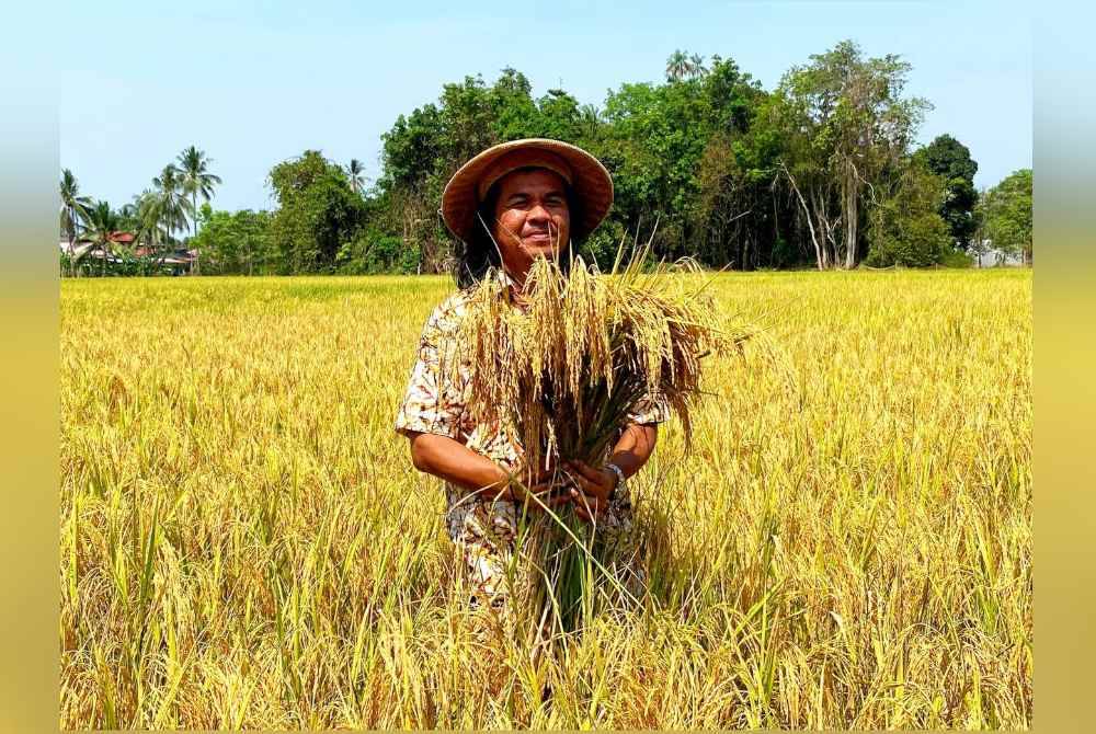 Mohd Yusri mengusahakan padi jenis varieti MR297.