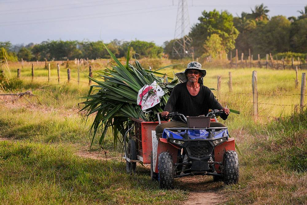 Sulong Sulaiman, 70, membawa pulang daun mengkuang yang telah dipotong untuk dijual kepada pemborong ketika tinjauan di Kampung Tok Pong, hari ini.