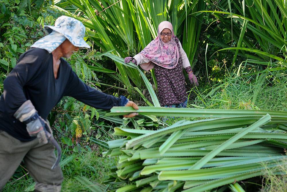 Simek Mamat, 66 (kanan) bersama suaminya, Sulong Sulaiman, 70 (kiri) memilih dan memotong daun di pokok mengkuang yang tumbuh meliar di kawasan hutan untuk dijual kepada pemborong ketika tinjauan di Kampung Tok Pong, hari ini.
