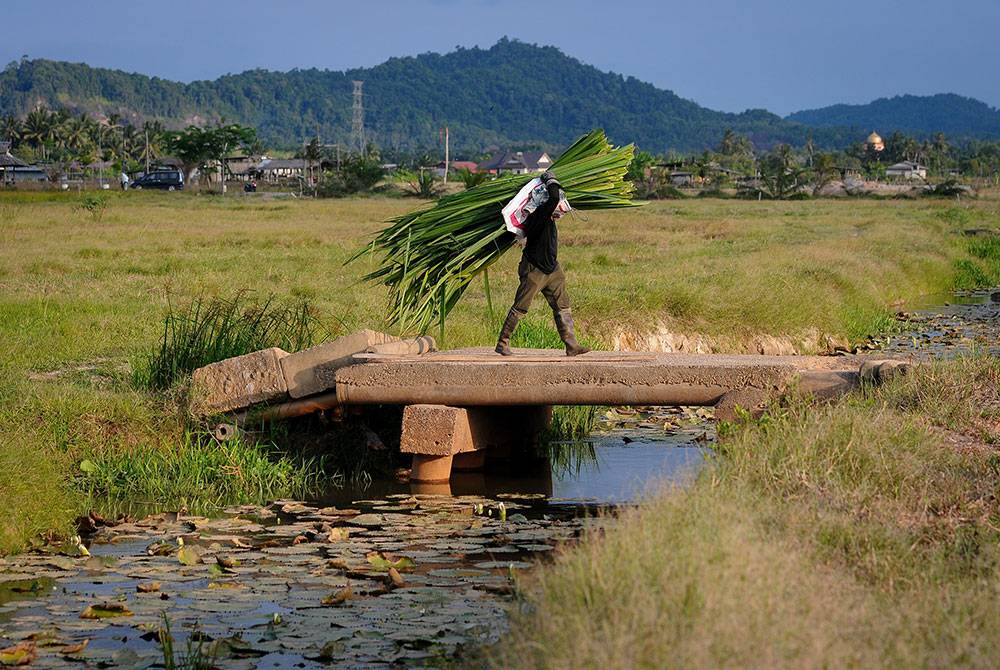 Sulong Sulaiman, 70, memikul daun mengkuang yang telah dipotong untuk dijual kepada pemborong ketika tinjauan di Kampung Tok Pong, hari ini.