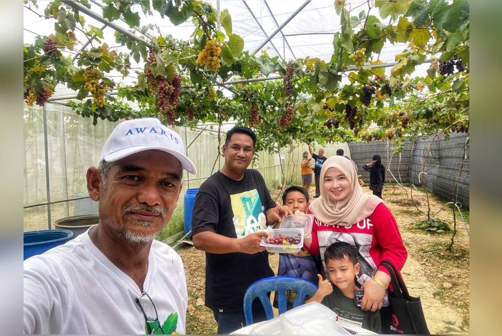 Syed Norhaimi (Kiri) bersama pengunjung yang tidak melepaskan peluang membeli anggur di Pusat Pertanian Temin pada Rabu.