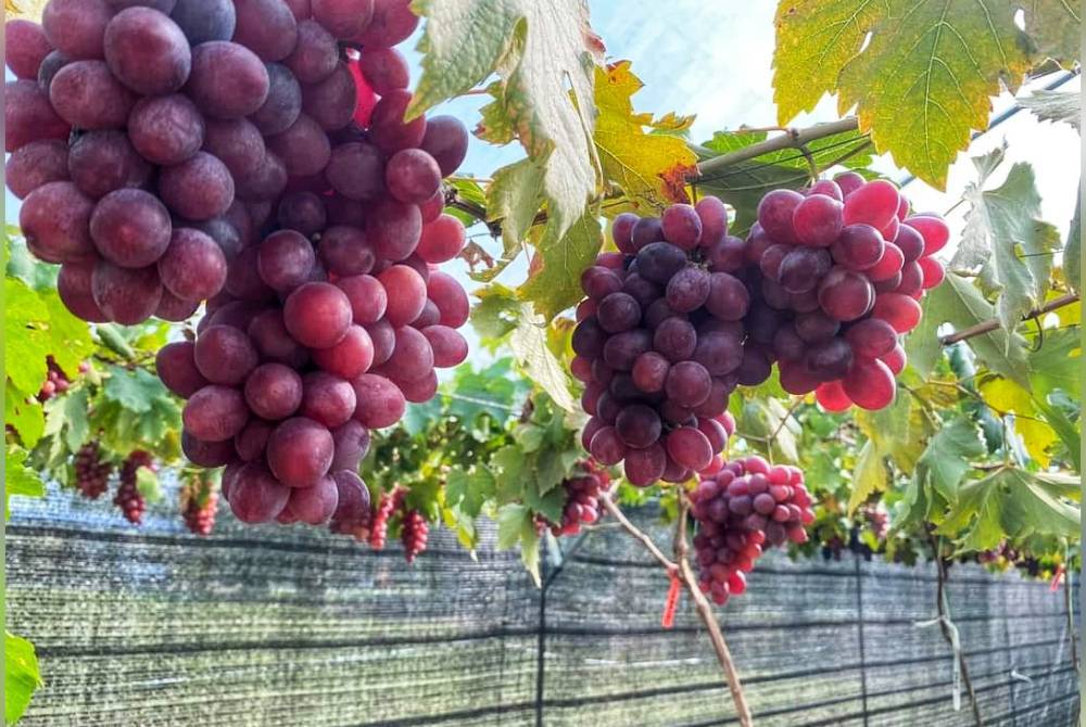 Anggur yang sudah masak ranum menjadi tumpuan pengunjung.