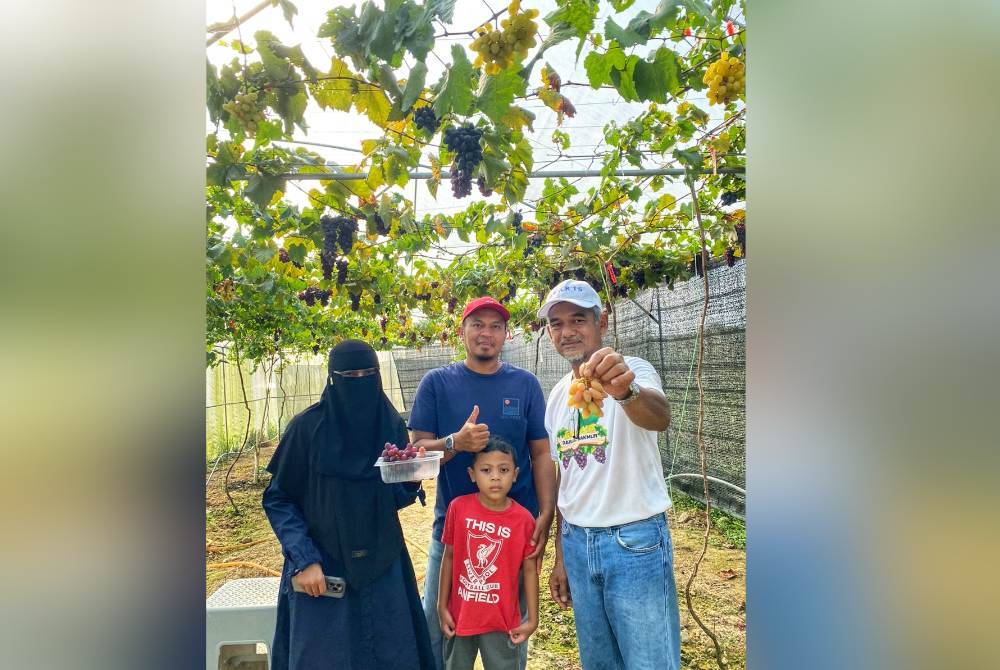 Sebahagian pengunjung yang tidak melepaskan peluang membeli anggur di pusat terbabit.