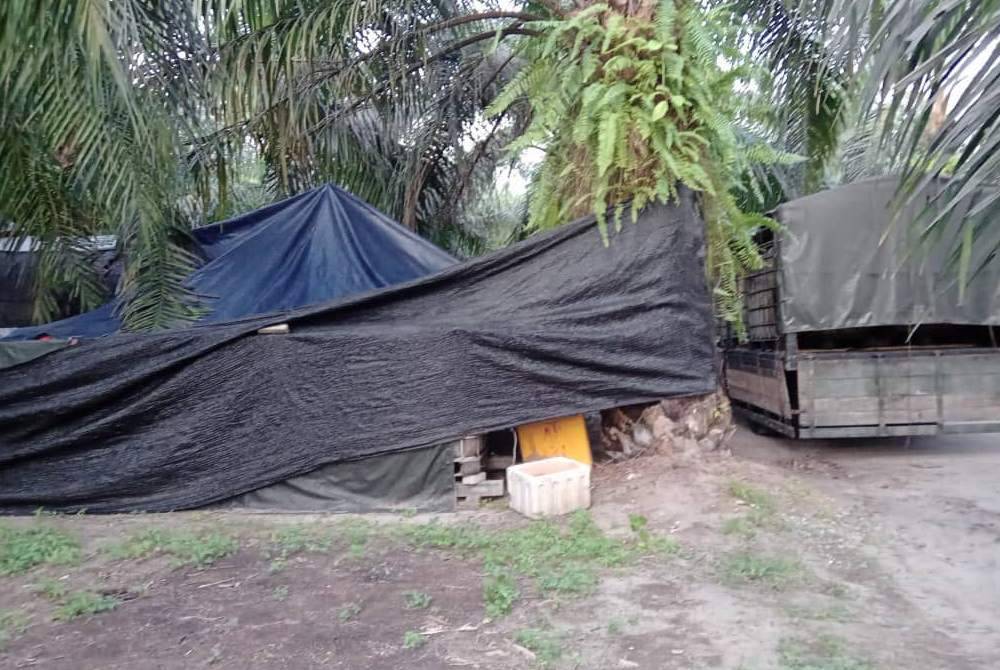 Sebuah premis dalam ladang kelapa sawit di Trong diserbu KPDN Perak selepas dikesan menyimpan lebih 5,000 liter minyak diesel bersubsidi di Taiping. Foto ihsan KPDN Perak