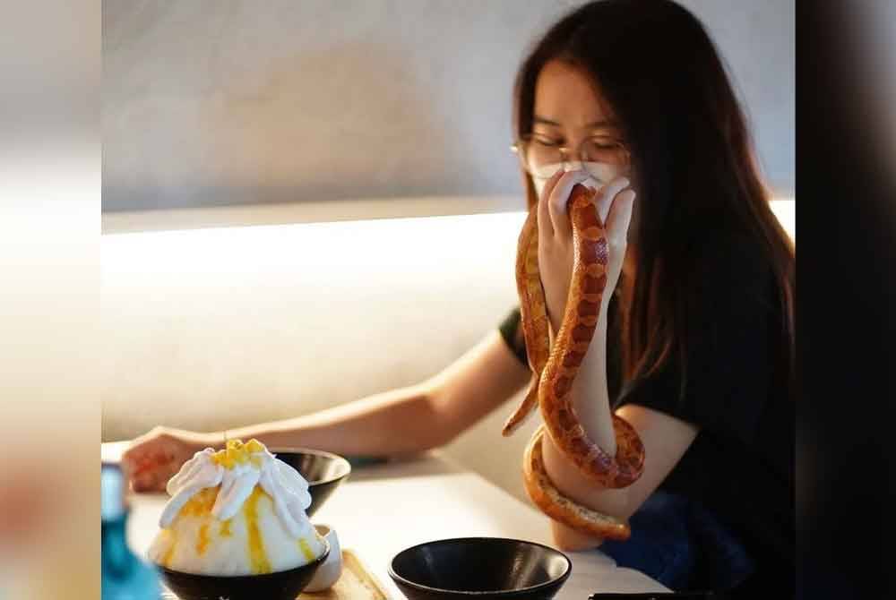 Pengunjung berpeluang merasai pengalaman makan sambil bermain dengan haiwan eksotik seperti ular, sesumpah dan lain-lain. Foto Instagram @fangs.kl