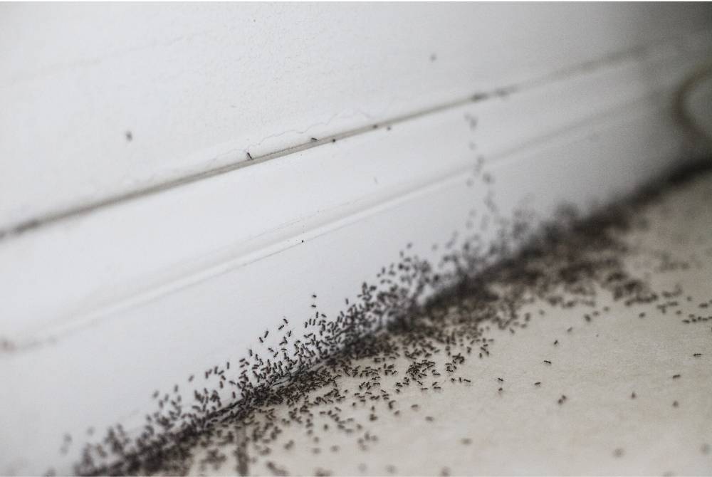 APA sahaja jenis semut atau saiznya, jika ia mengganggu dan menyakiti manusia, maka harus untuk dibunuh serta tidak termasuk dalam larangan Nabi Muhammad SAW. -Foto: Canva