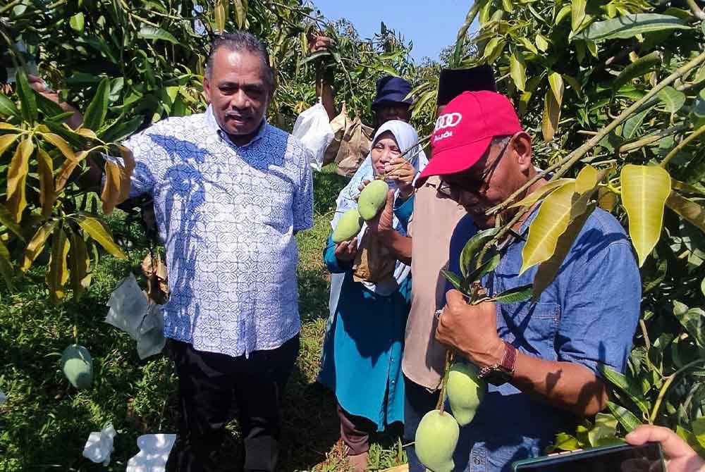 Othman (kanan) dan Mohd Yusof (kiri) melihat hasil tanaman mangga harumanis yang diusahakan oleh petani, Ahmad Mat Hassan di Kampung Pida 7, Kubang Pasu pada Selasa.